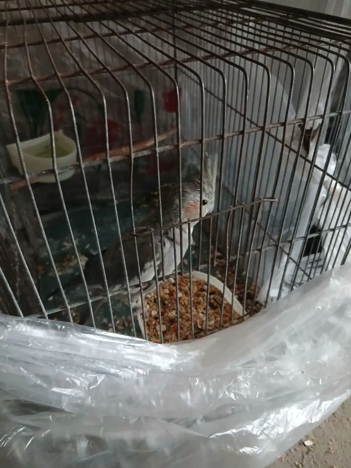 عروس هلندی نر|پرنده|ملایر, |دیوار