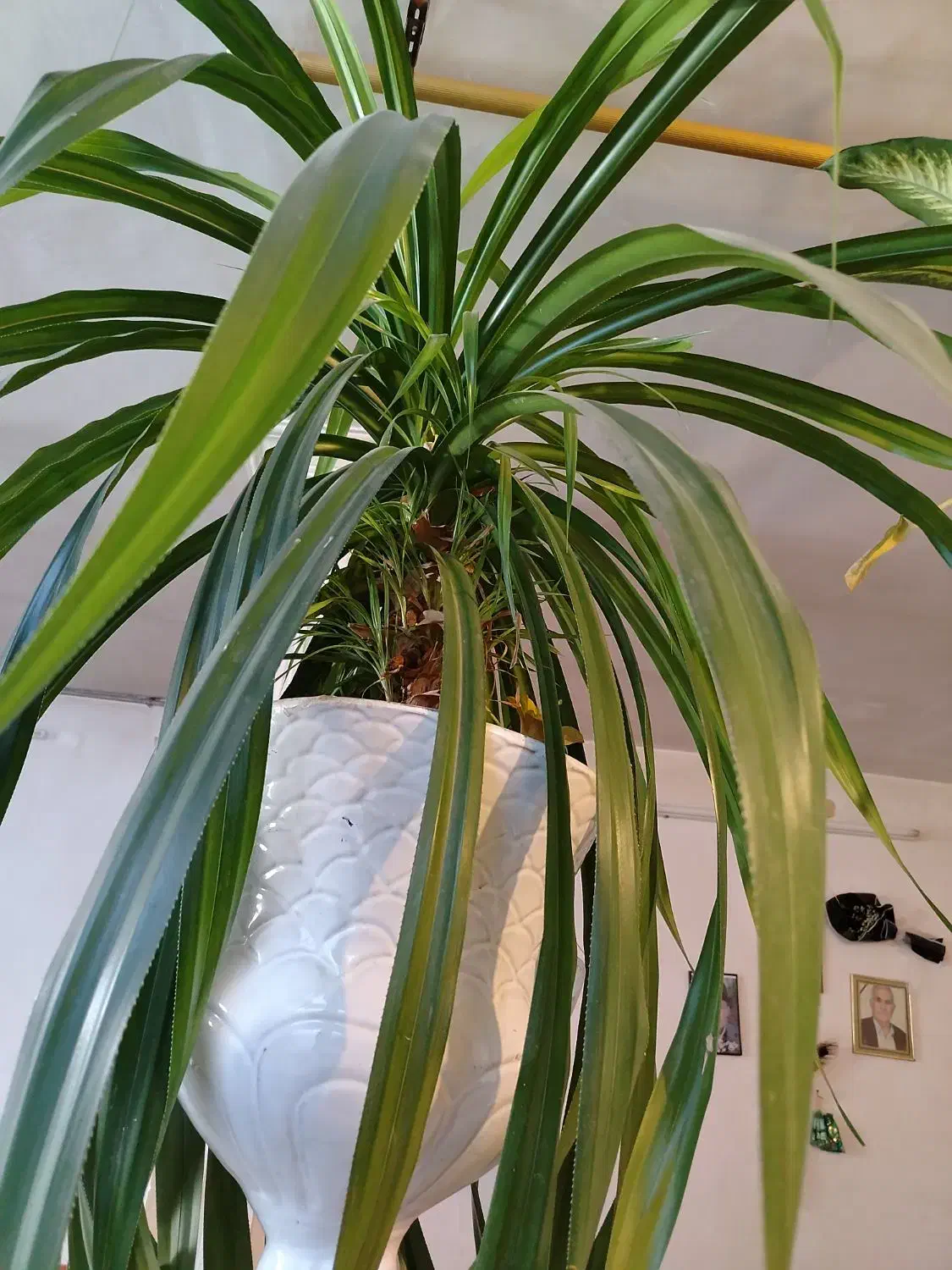 گل بسیارزیبا بزرگ پاندانوس|گل و گیاه طبیعی|سبزوار, باهنر|دیوار
