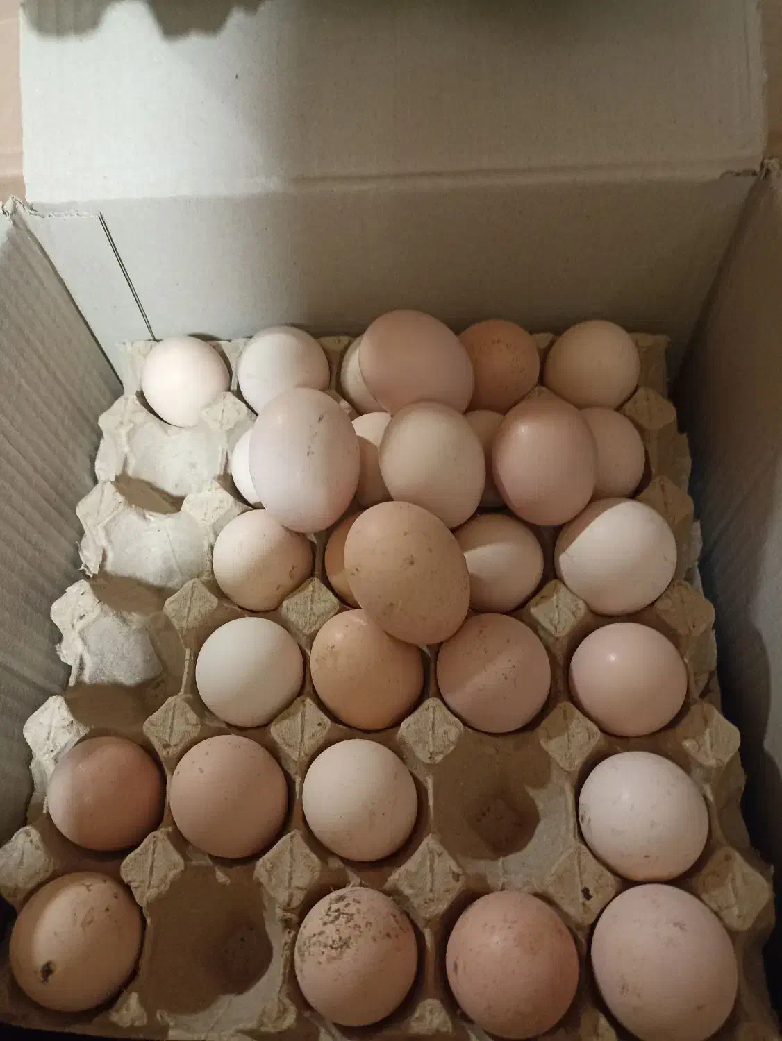 تخم م محلی|حیوانات مزرعه|گلپایگان, |دیوار