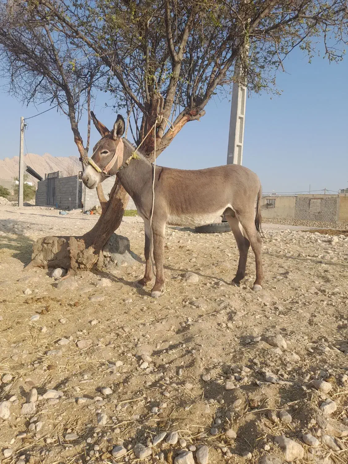 الاغ|حیوانات مزرعه|بهبهان, |دیوار