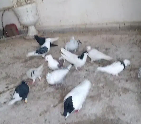 کبوتر رنگی|پرنده|قزوین, |دیوار