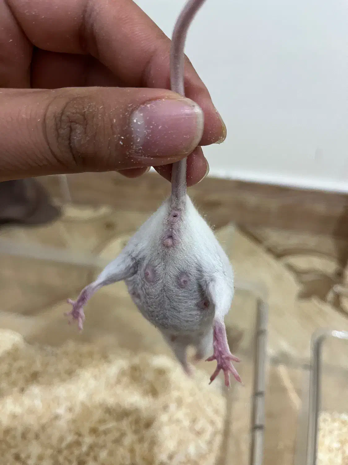 موش آزمایشگاهی|موش و خرگوش|تهران, شیخ هادی|دیوار