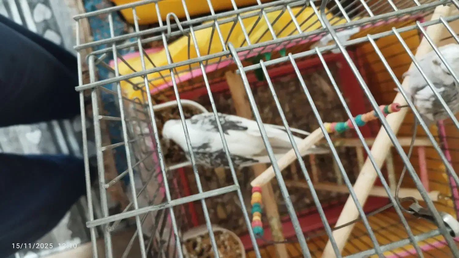 عروس هلندی وایت فیس با قفس وچال|پرنده|شیراز, شهرک پرواز|دیوار