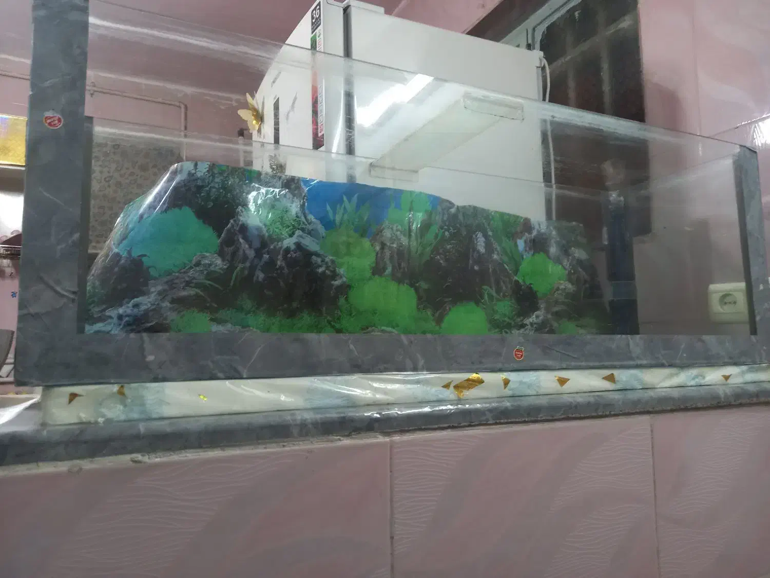 آکواریوم.وتجهیزات|ماهی|شیراز, پودنک|دیوار