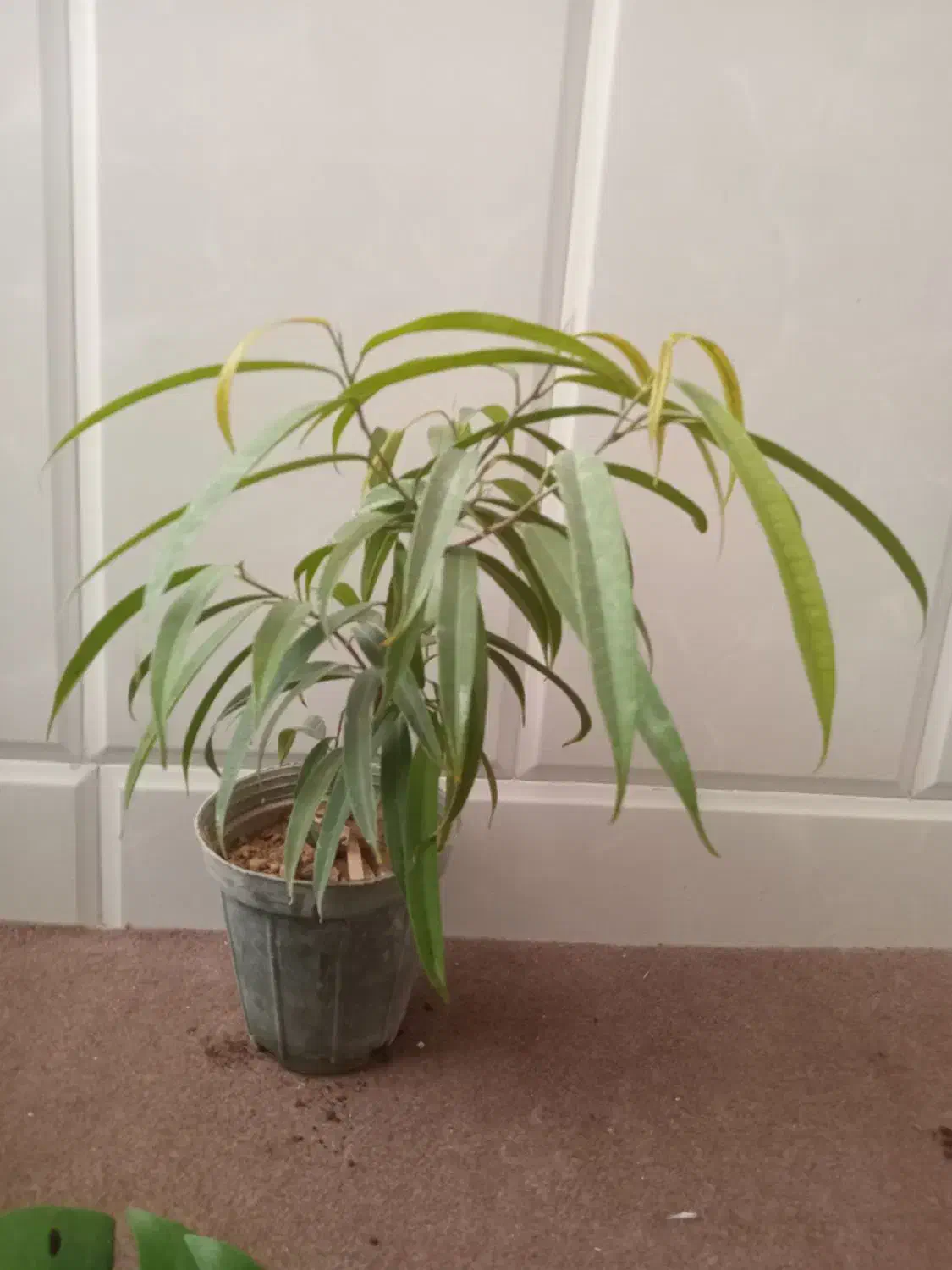 فروش ویژه گل های آپارتمانی وخاک با قیمت مناسب|گل و گیاه طبیعی|میبد, |دیوار