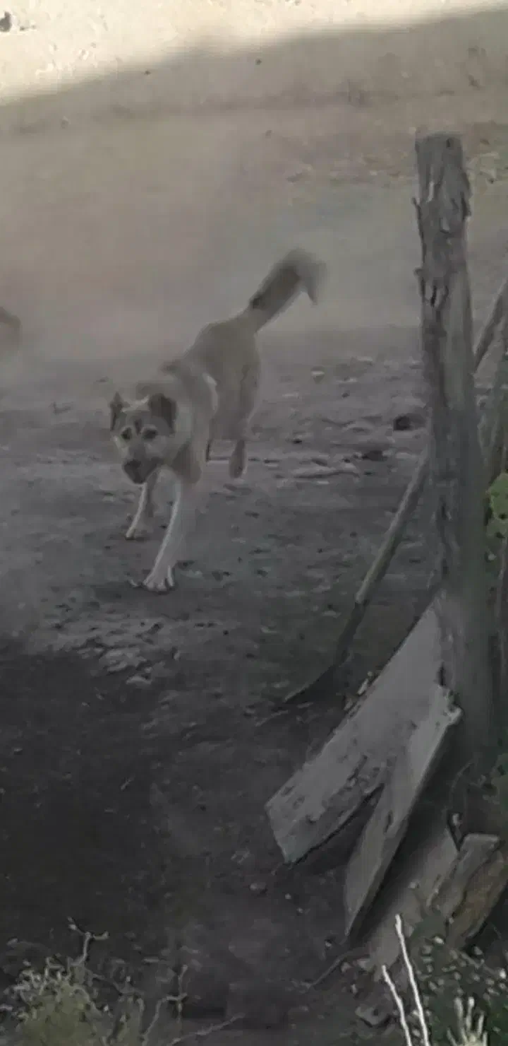 سگ ..|سگ|دهگلان, |دیوار