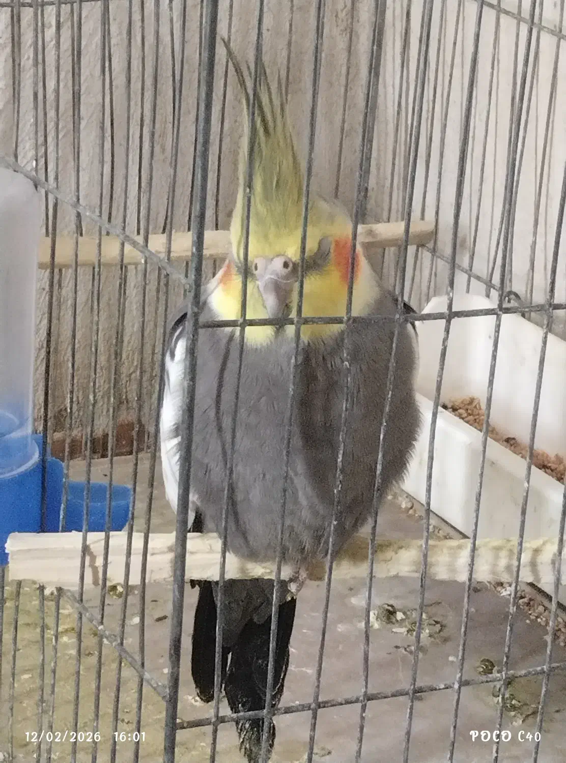 عروس هلندی|پرنده|مینودشت, |دیوار