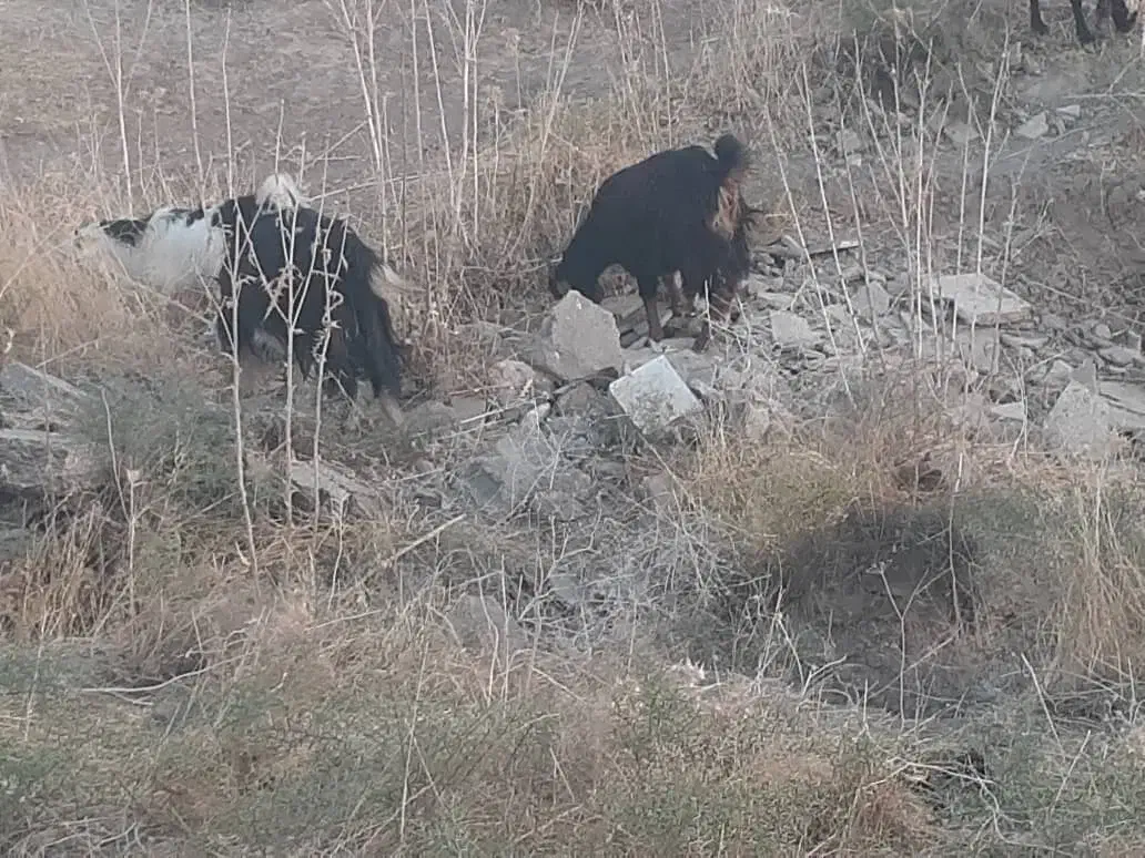 ۲۰ بز دورگه اصلی ابستن|حیوانات مزرعه|لالی, |دیوار