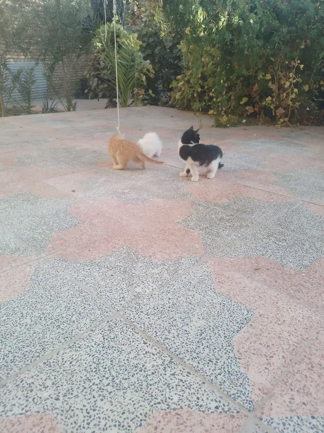 بچه گربه ملوس ۳عددخانگی|گربه|میبد, |دیوار