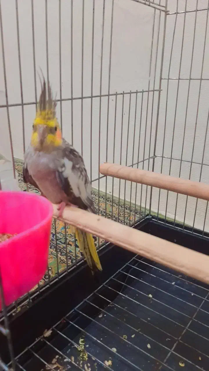 عروس هلندی|پرنده|فرح آباد, |دیوار