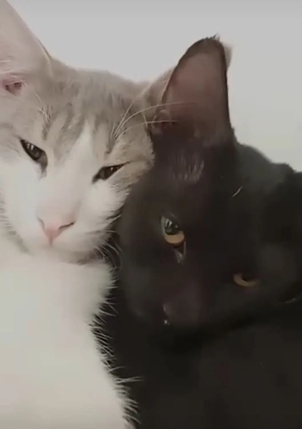 گربه مشکی گمشده|حیوانات|زنجان, |دیوار