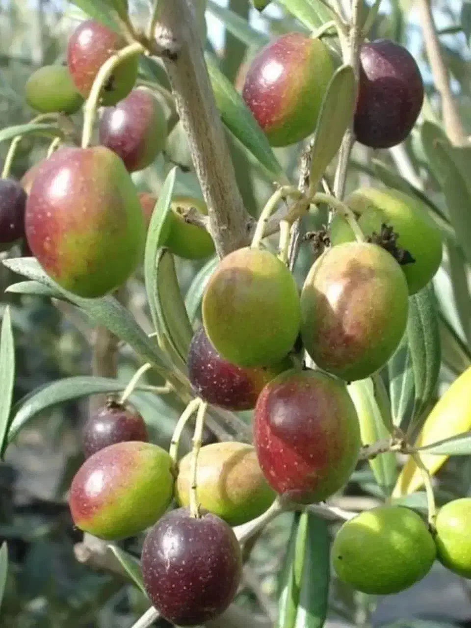 فروش نهال در نهالستان بزرگ آذربایجان|خدمات باغبانی و درختکاری|گرگان, |دیوار