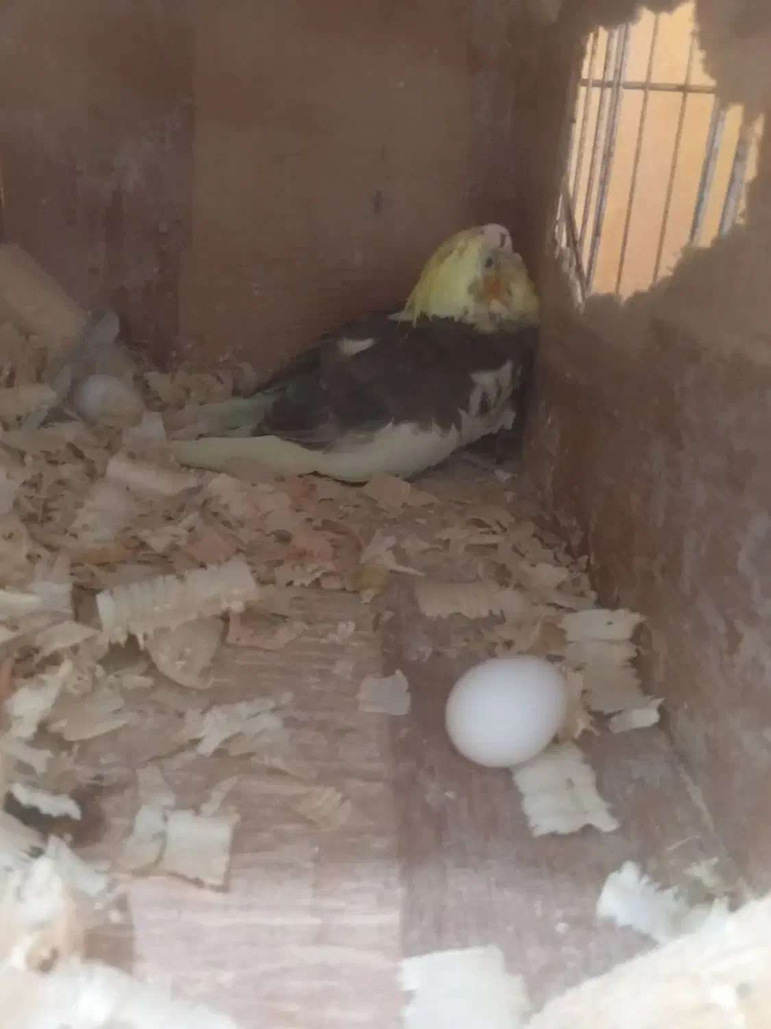 عروس هلندی|پرنده|رودسر, |دیوار