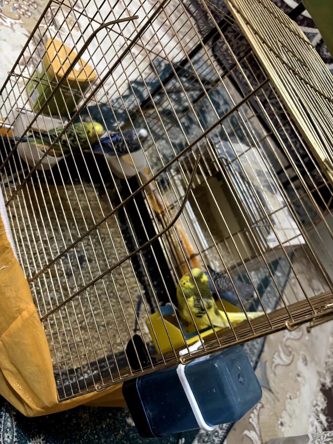 مرغ عشق|پرنده|اردکان, |دیوار
