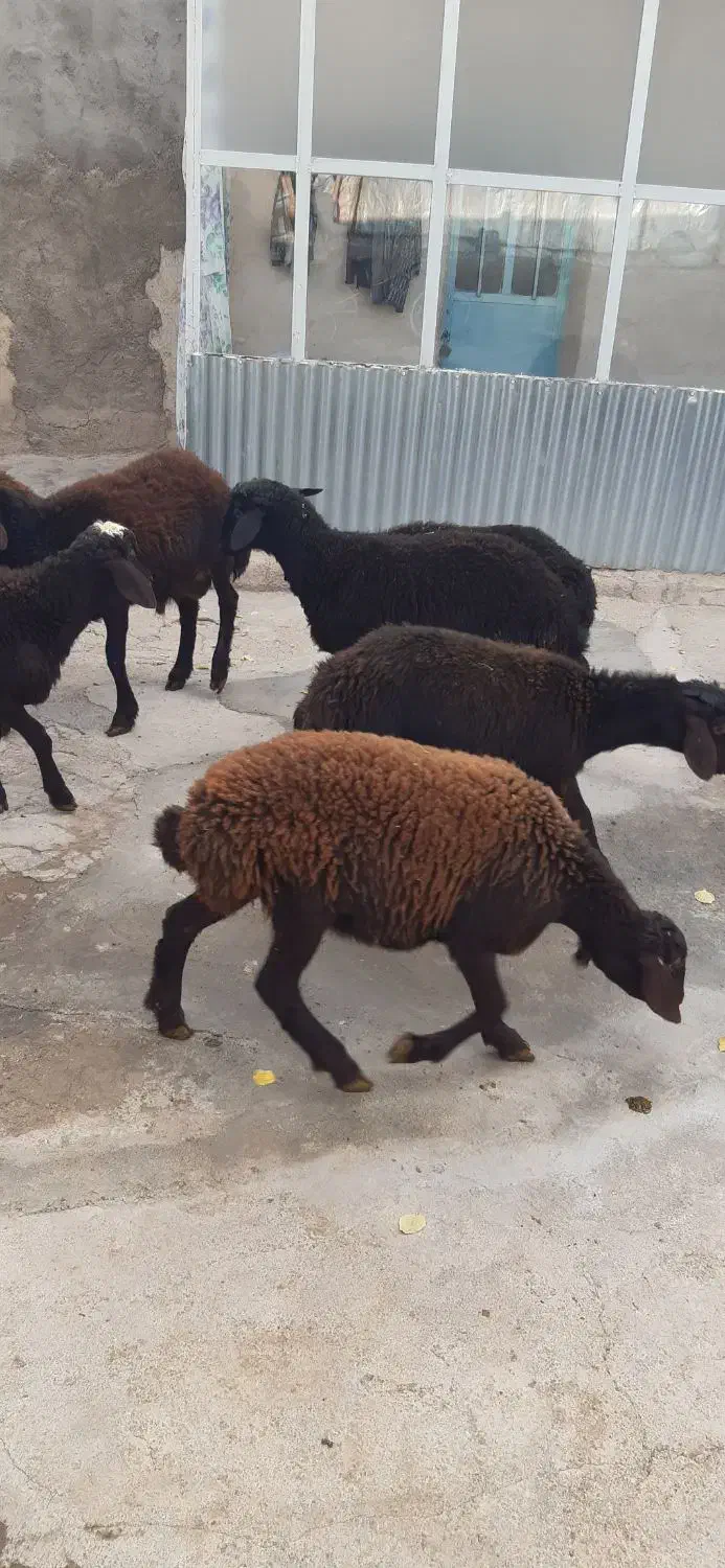 بره|حیوانات مزرعه|سجاس رود, |دیوار