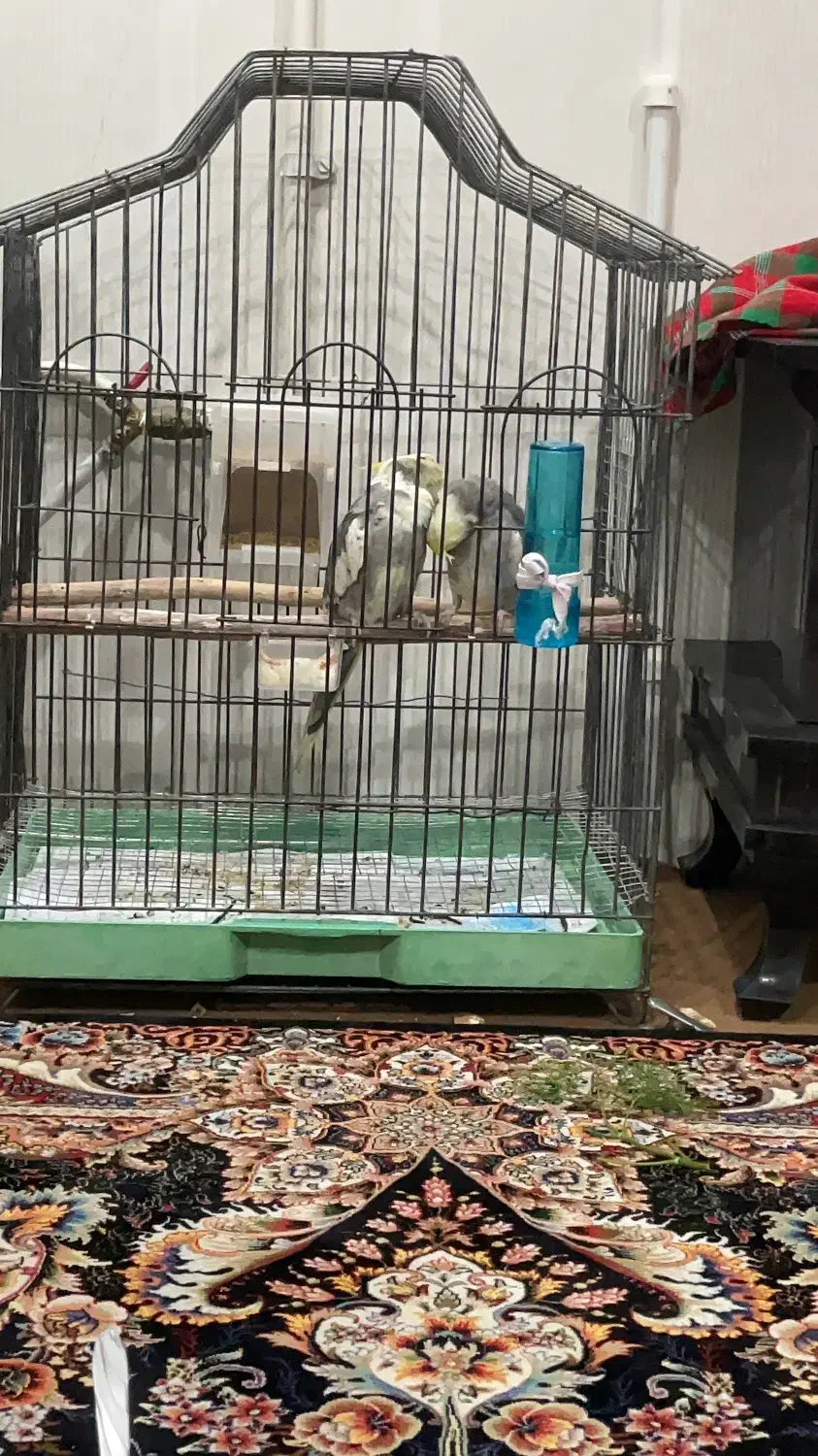 جفت دستی سخنگو|پرنده|بافق, |دیوار