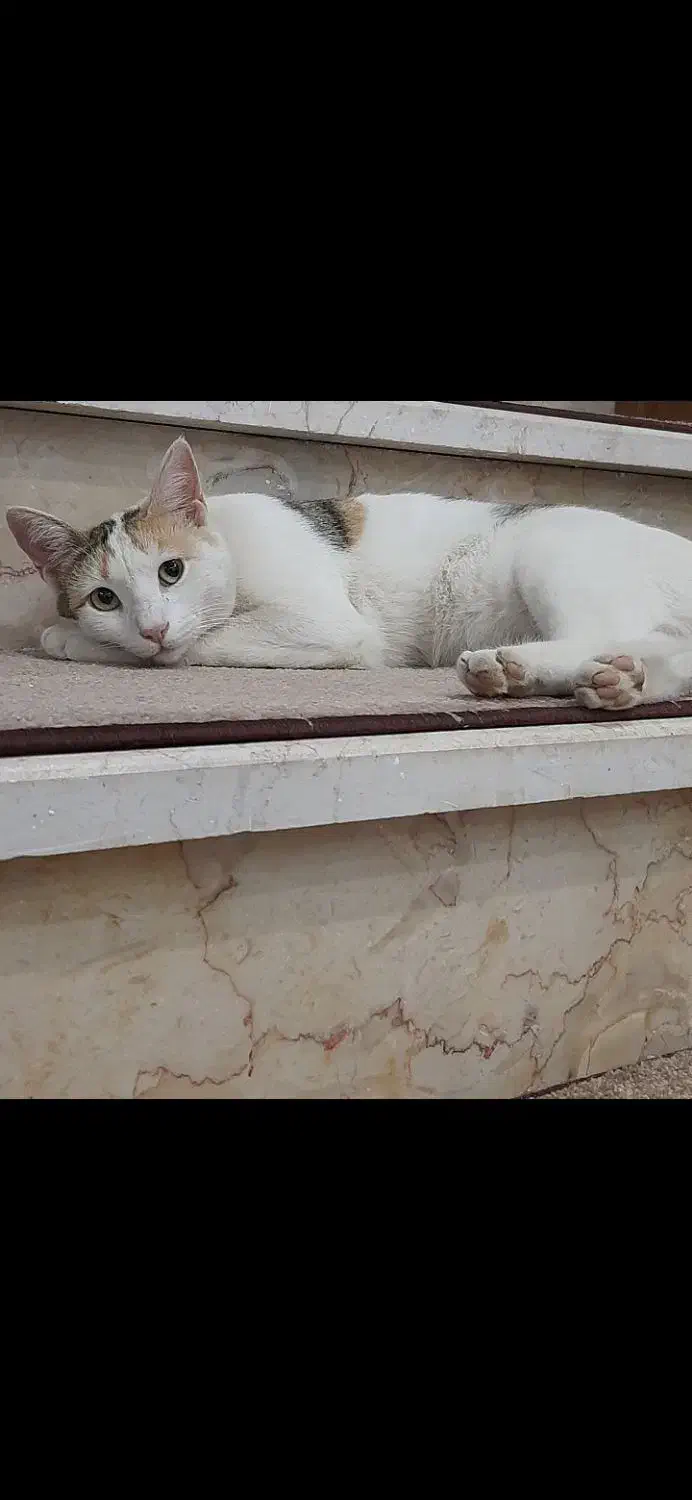 گربه گمشده|گربه|بروجن, |دیوار