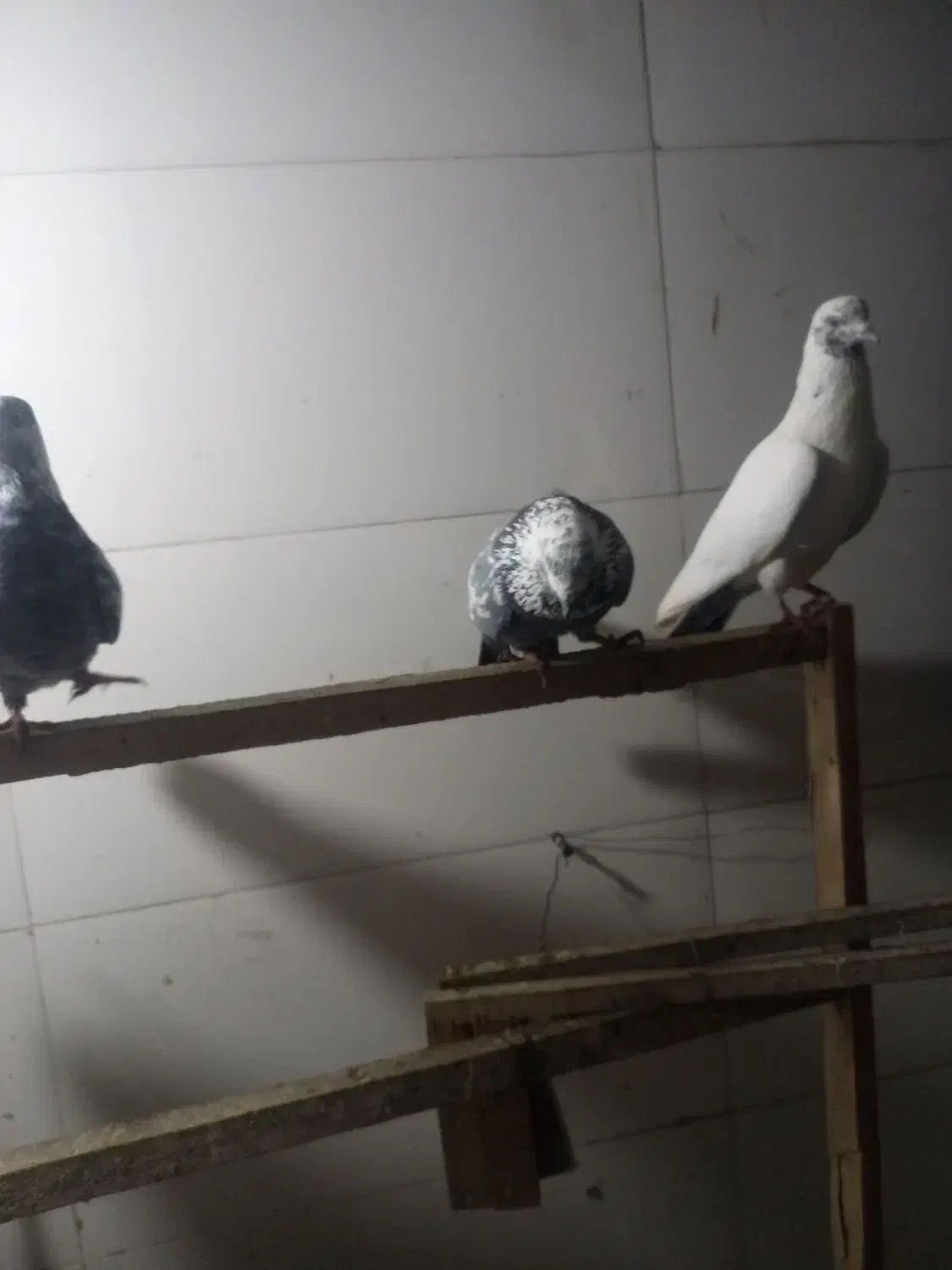 کبوتر پرشی|پرنده|اسلام‌شهر, زرافشان|دیوار