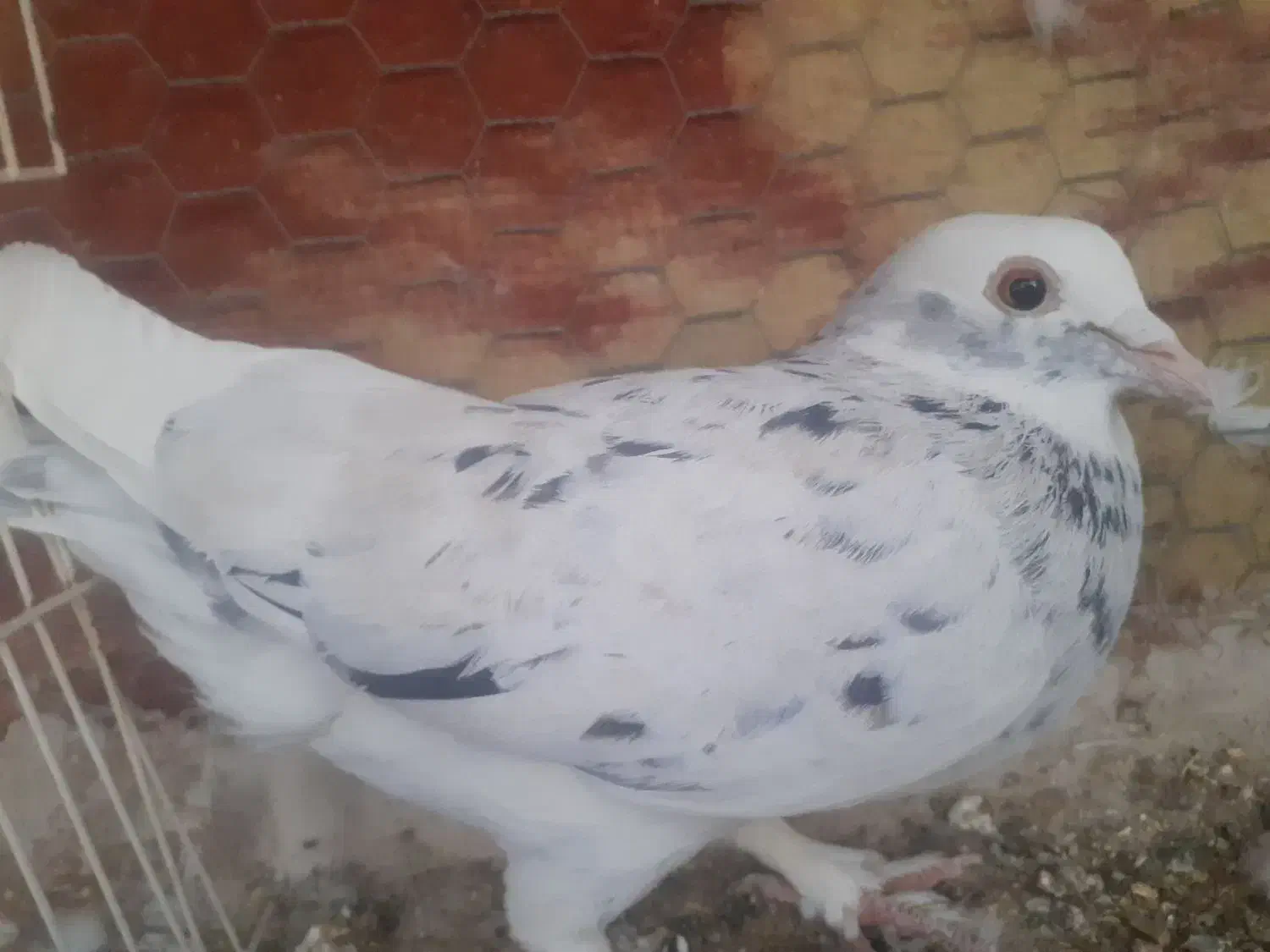 نر دورگ شازده سرور|پرنده|مبارکه, |دیوار