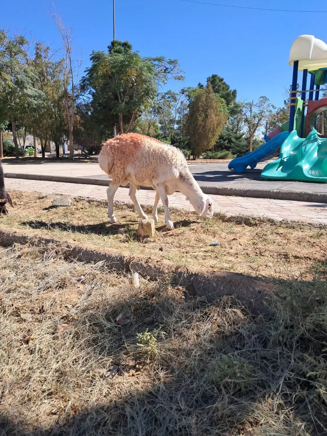 گوسفند|حیوانات مزرعه|بیرجند, |دیوار