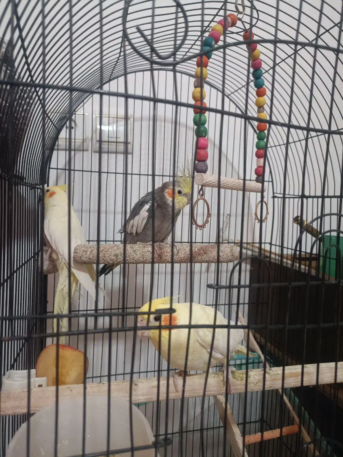 عروس هلندی بالغ|پرنده|نیشابور, بزرگمهر|دیوار