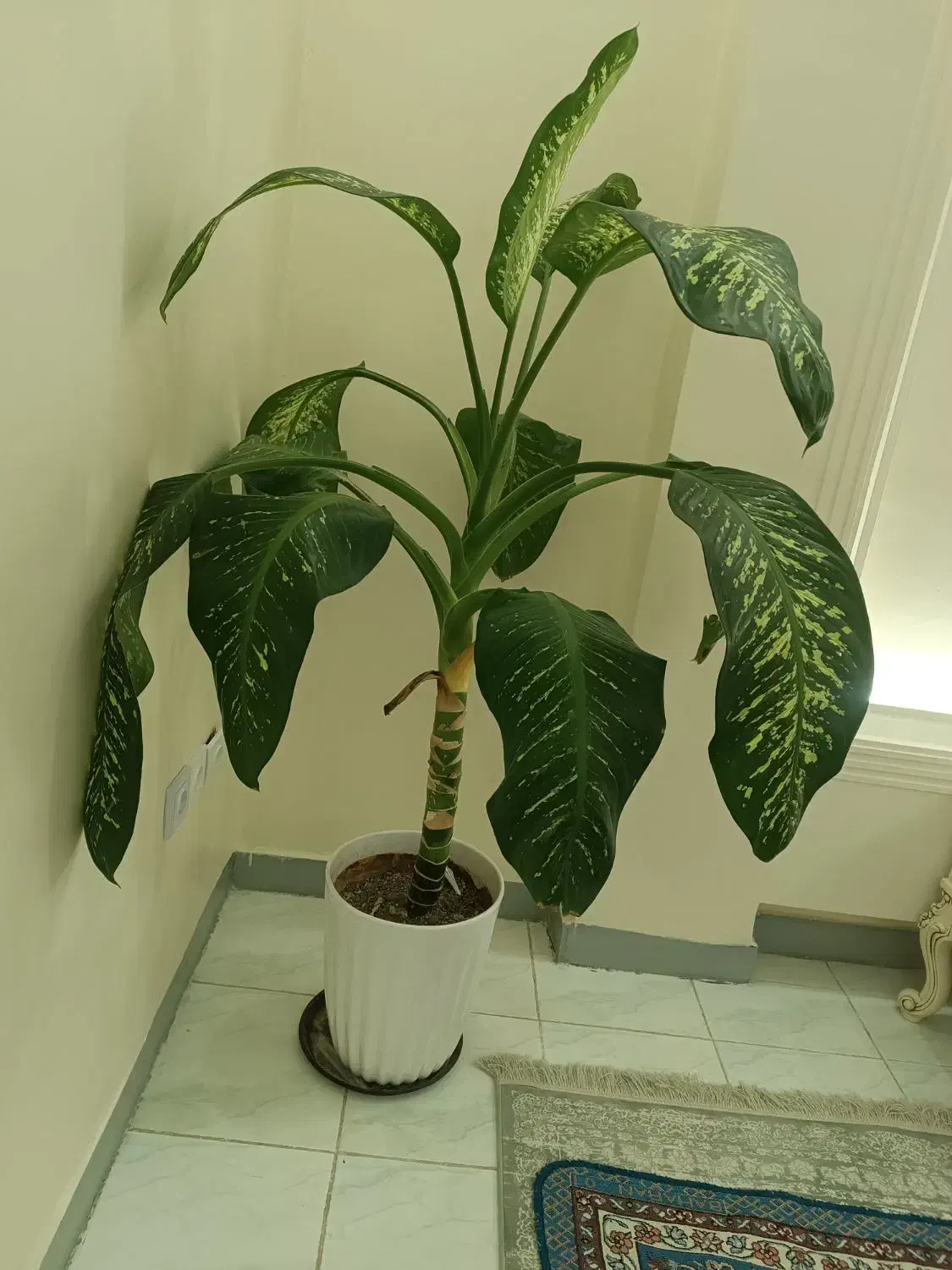 گل دیفین باخیا کاملا سالم به همراه گلدان سرامیکی|گل و گیاه طبیعی|گلستان (تهران), |دیوار