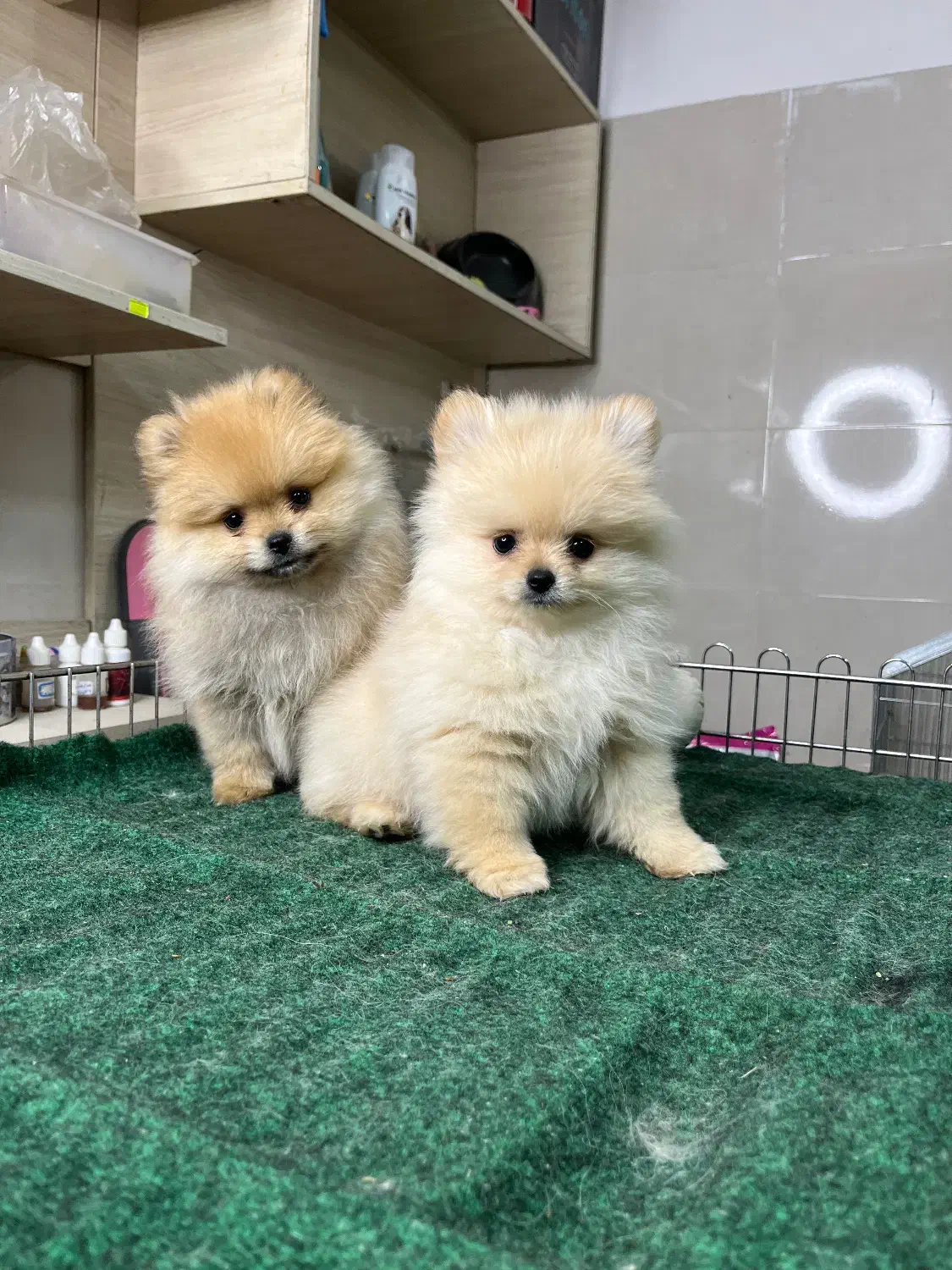 سگ‌ پامر خرسی بوفیس‌ سایز تیکاپ حرفه ای|سگ|تهران, شهرک آپادانا|دیوار