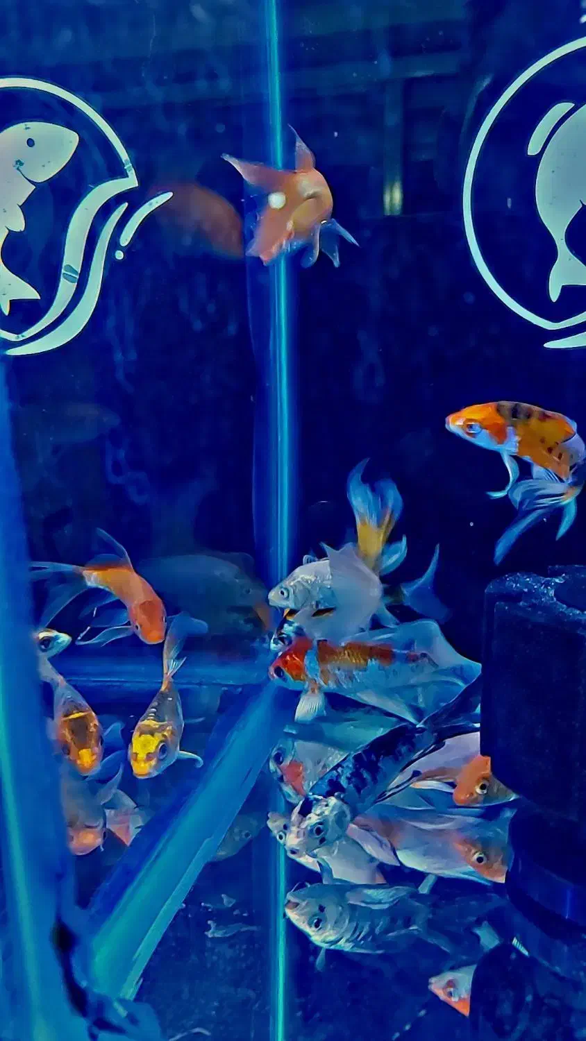 کوی. تترا. پنگوسی|ماهی|شهریار, شهرک وائین|دیوار