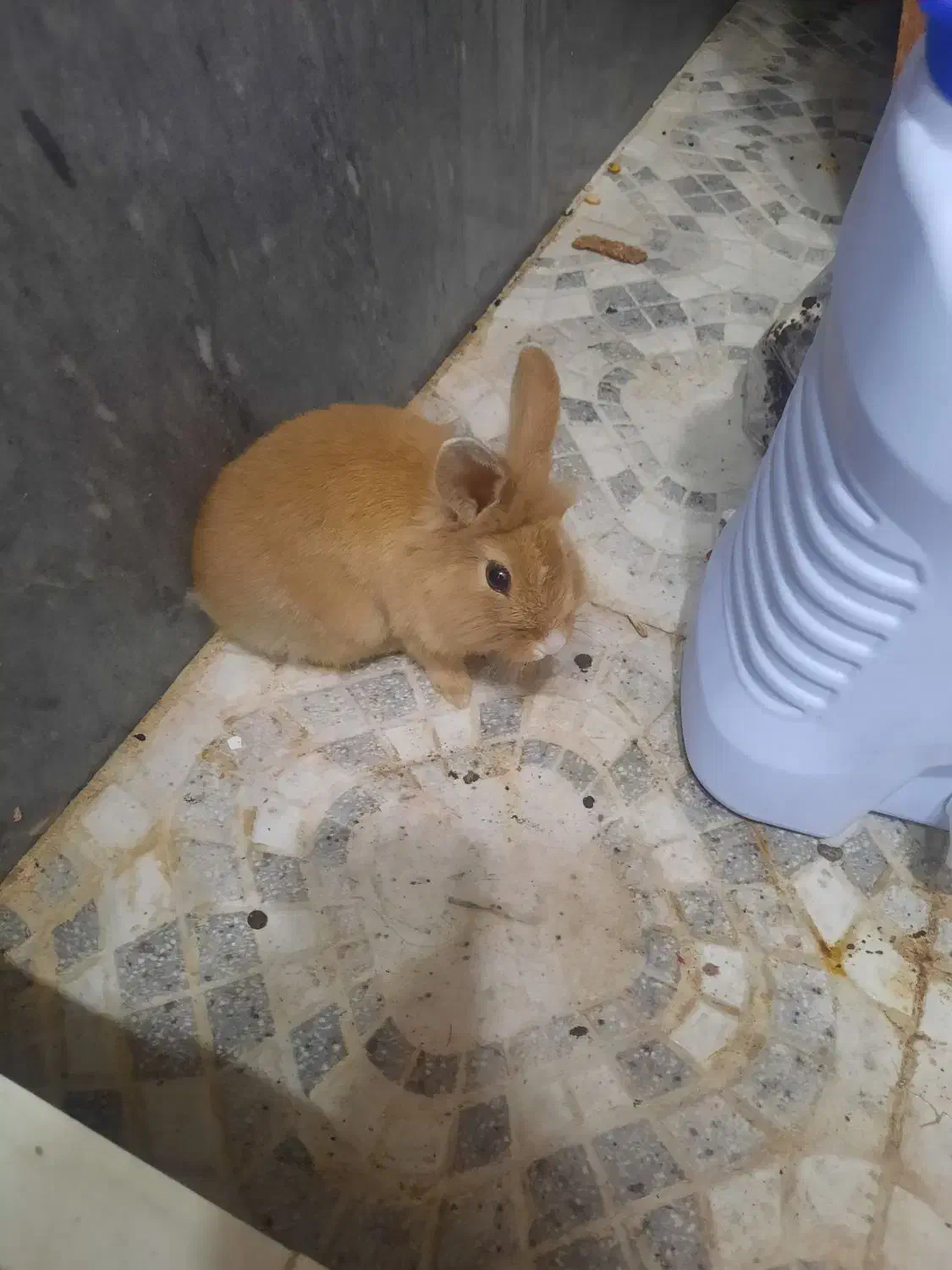 خرگوش|موش و خرگوش|قم, بنیاد|دیوار