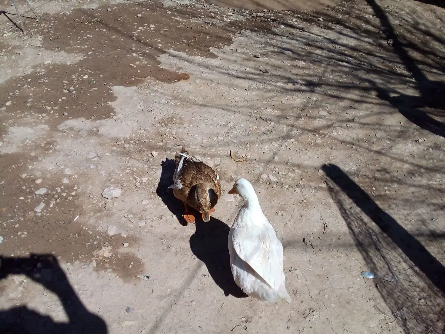 اردک محلی|حیوانات مزرعه|قیدار, |دیوار