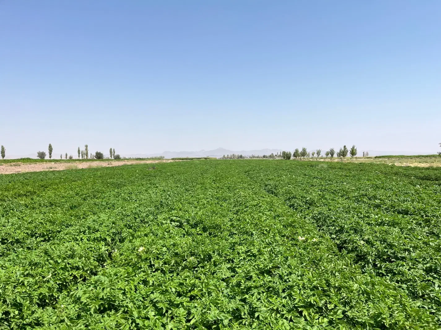 سیب زمینی بذری|عمده‌فروشی|بردسیر, |دیوار