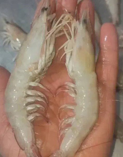 استخدام نیروی خانم|استخدام صنعتی، فنی، مهندسی|خرمشهر, |دیوار