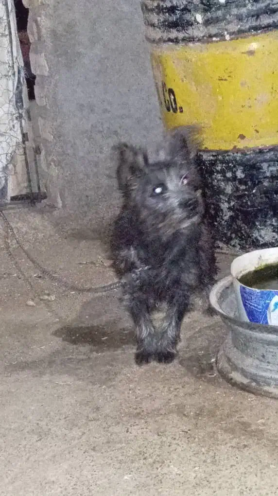 سگ پشمالو|سگ|هامون, |دیوار