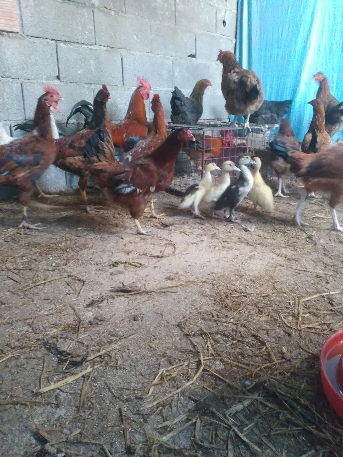 مرغ خروس جوجه محلی|حیوانات مزرعه|گرگان, |دیوار