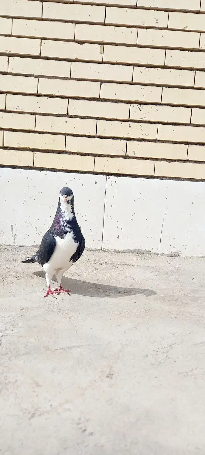 کبوتر امری|پرنده|سیرجان, |دیوار