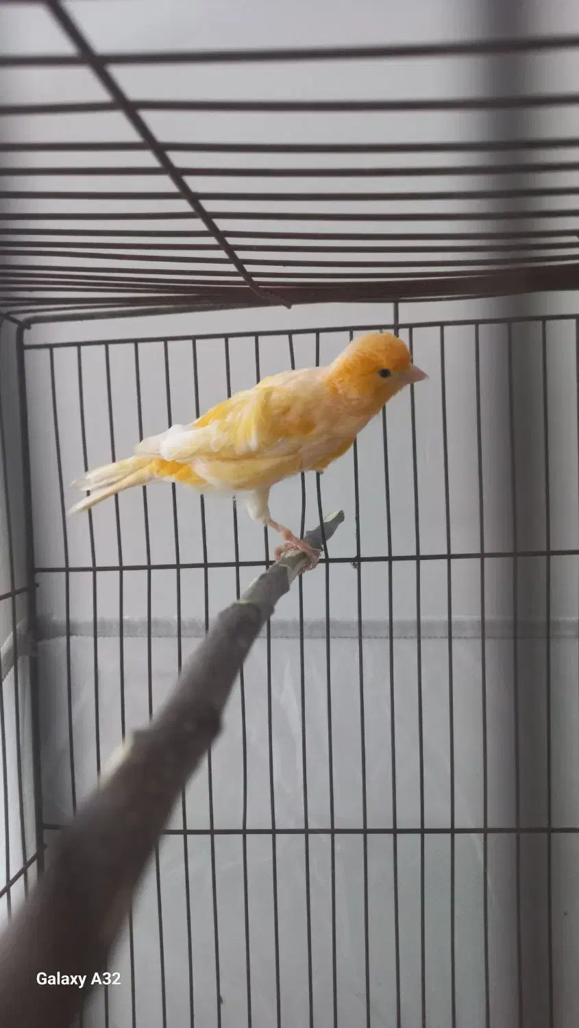 قناری نر|پرنده|سراب, |دیوار