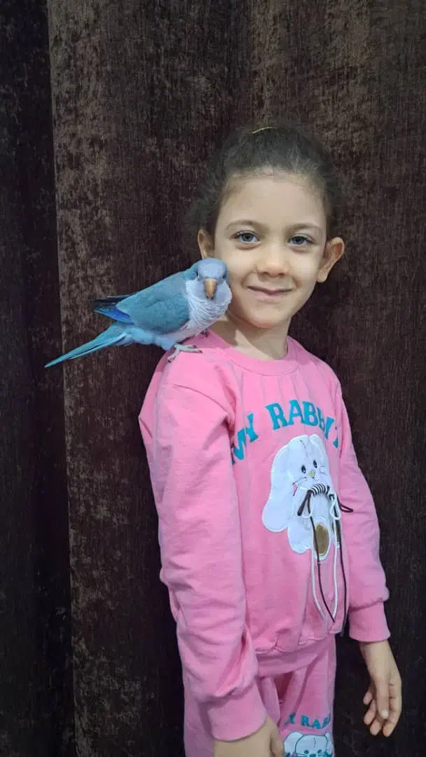 یک عدد طوطی راهب آبی گمشده|پرنده|بندر ماهشهر, |دیوار