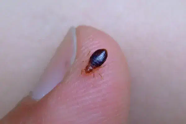 سمپاشی سوسک ساس در تمام نقاط مشهد|خدمات نظافت|مشهد, آیت الله کاشانی|دیوار