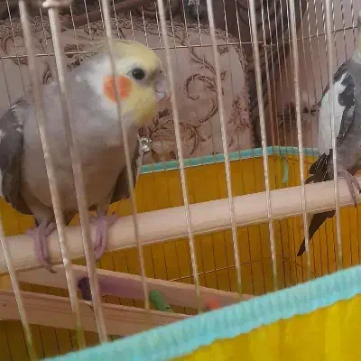 عروس هلندی گم شده|حیوانات|مشکیندشت, |دیوار