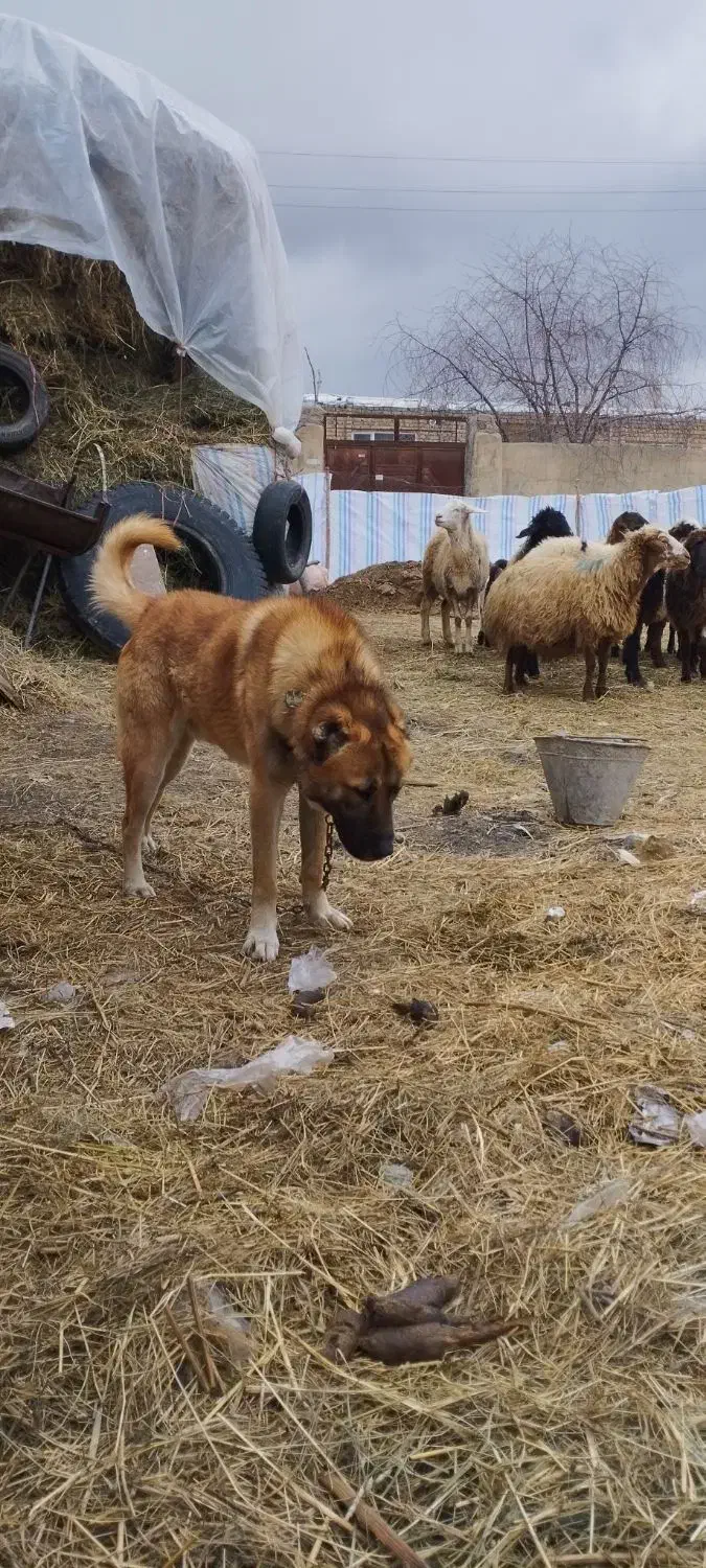 سگ گله|سگ|نوشین شهر, |دیوار