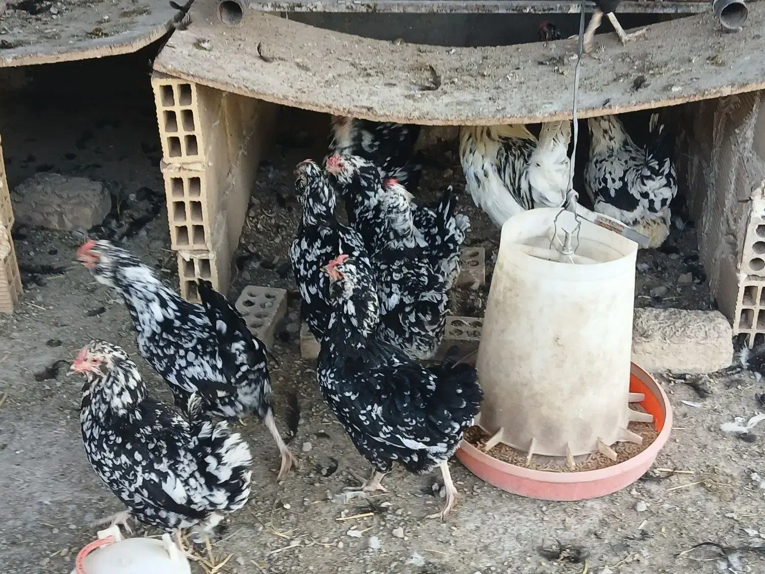 تخم نطفه دار گلین لری اصیل زرینشهر  بیستجان|حیوانات مزرعه|فولادشهر, زاینده رود|دیوار