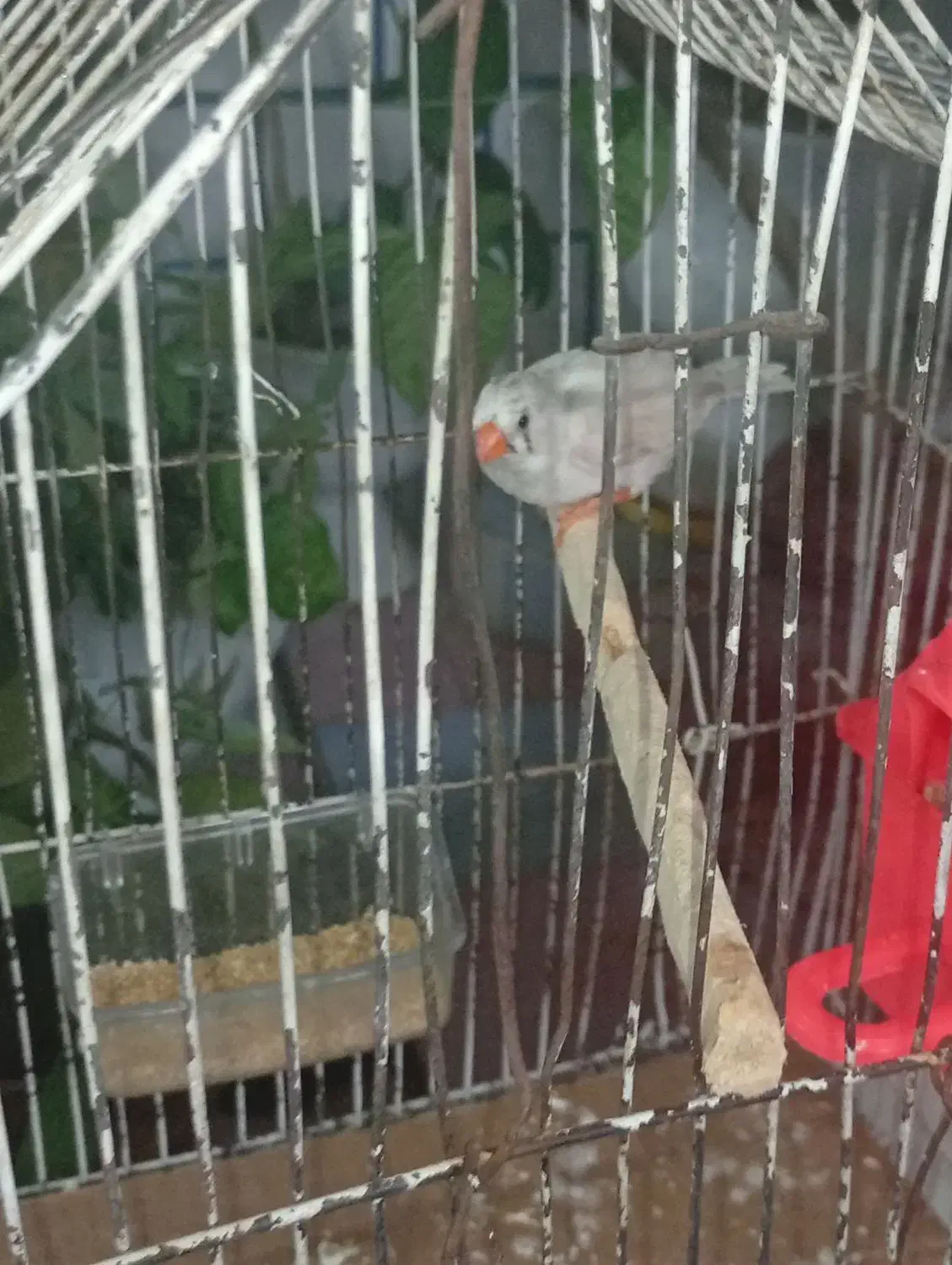 فنچ گمشده|حیوانات|نورآباد, |دیوار