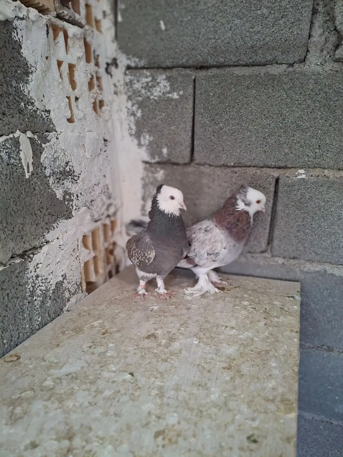 کبوتر کفتر کله ای|پرنده|صباشهر, |دیوار