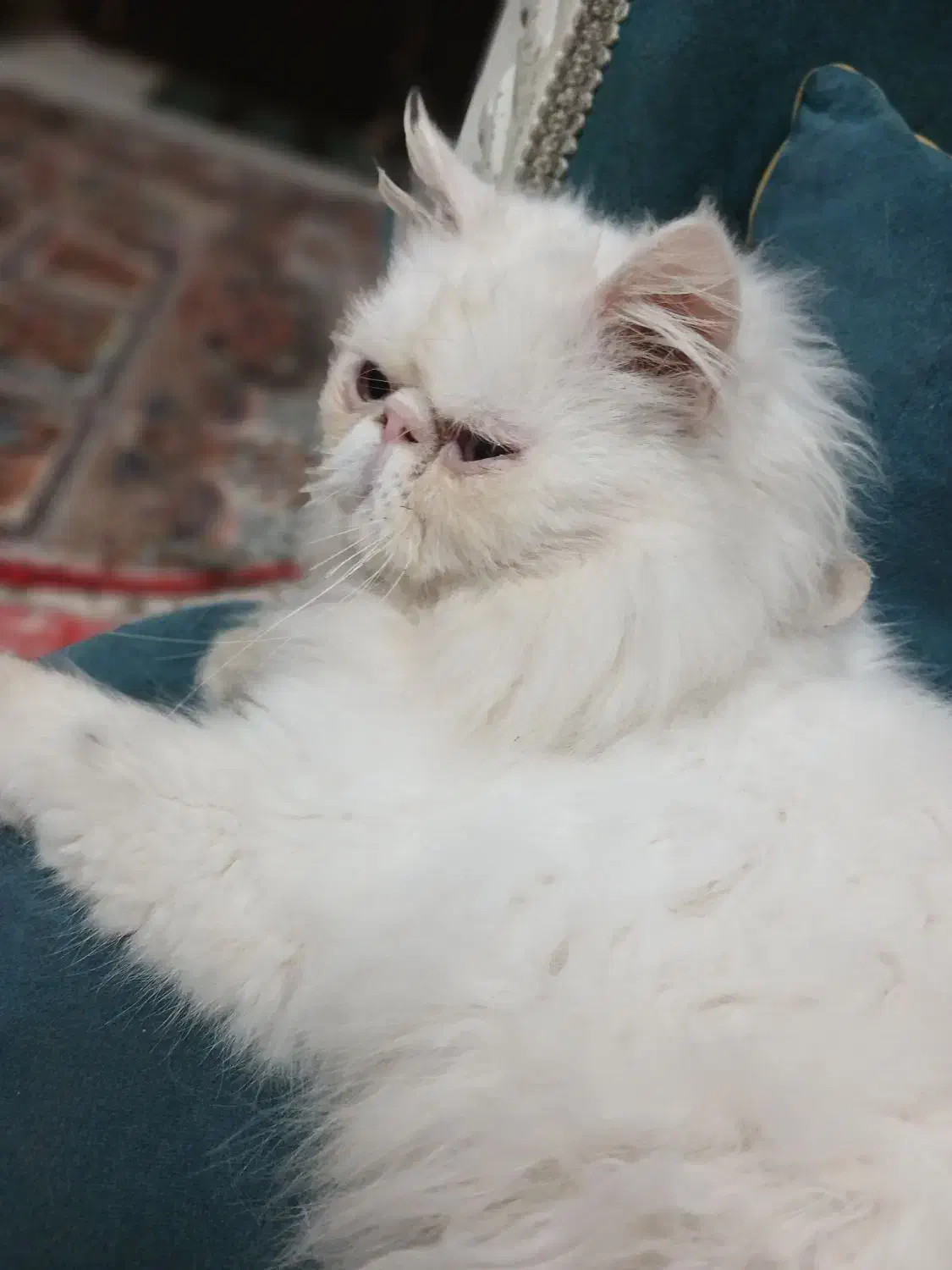 گربه پرشین نر|گربه|کوچصفهان, |دیوار