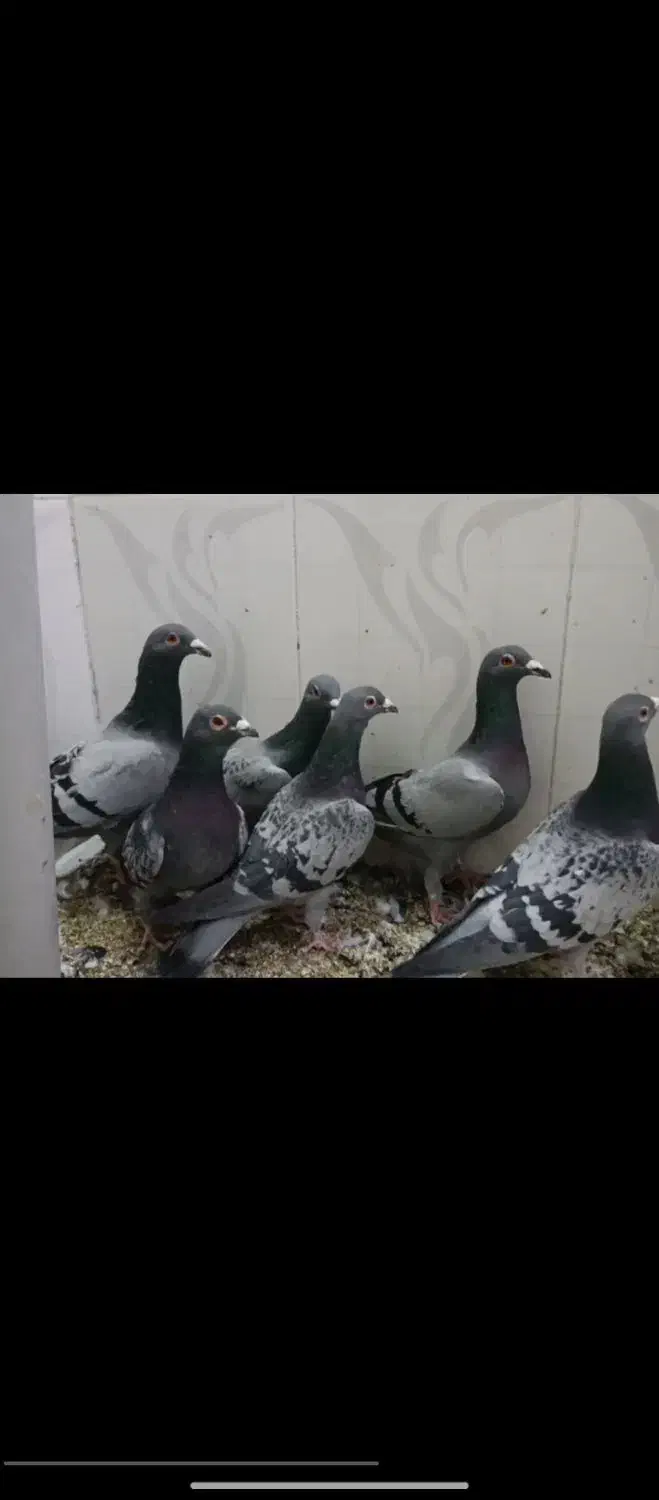 کبوتر پرشی|پرنده|بیرجند, |دیوار