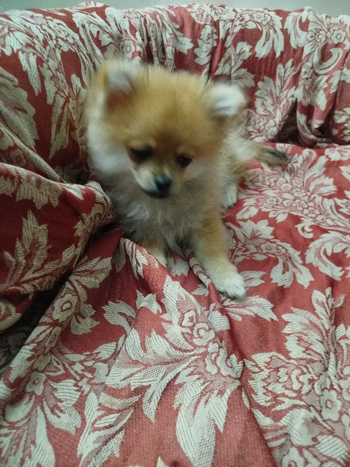 پامر خرسی سایز ریز|سگ|تهران, امامت|دیوار