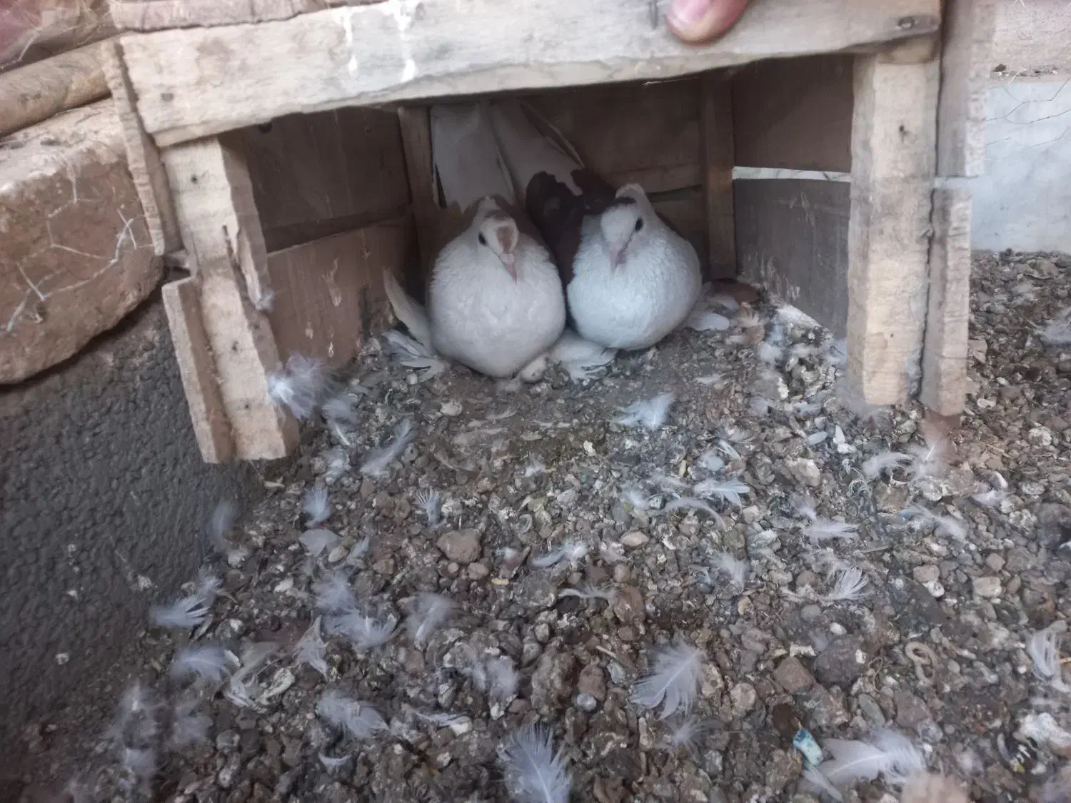 کفتر پشت کاکل شاخ|پرنده|کاشمر, |دیوار