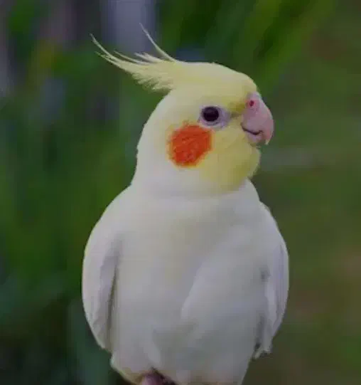 طوطی مولد رام از بچه هاشونم تو خونه هست|پرنده|آمل, |دیوار