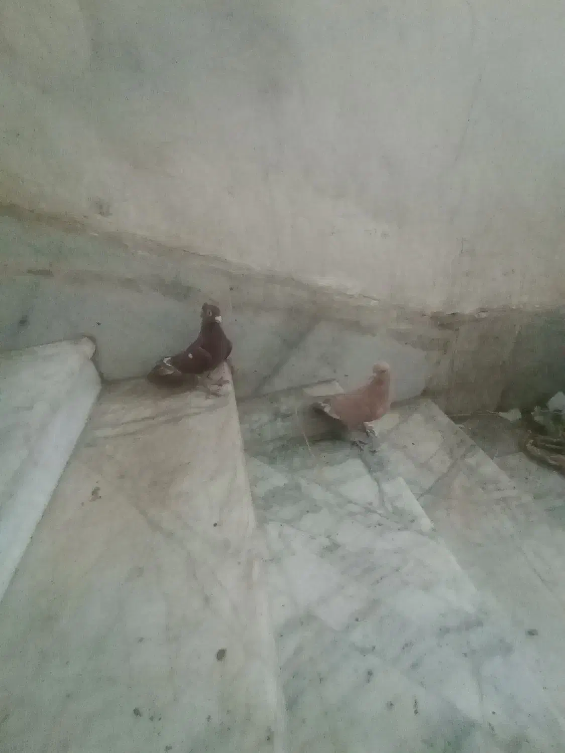 سرخ دمرخ ضمانت پرش سرخ کاکل مینا زردم|پرنده|زاهدان, |دیوار