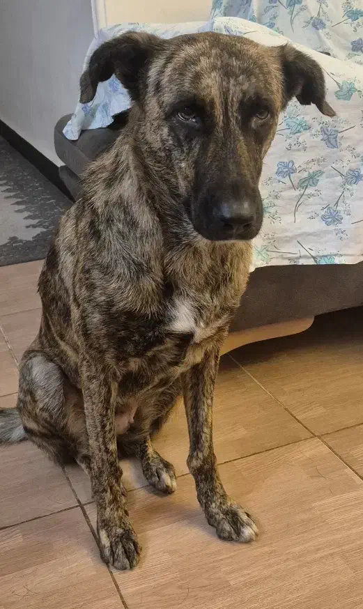 واگذاری سگ ماده بومی واکسن خورده شناسنامه دار|سگ|آمل, |دیوار